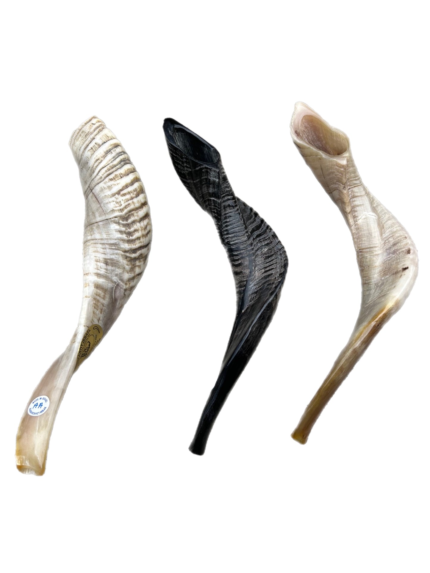 RAM AA  SHOFAR NATURAL