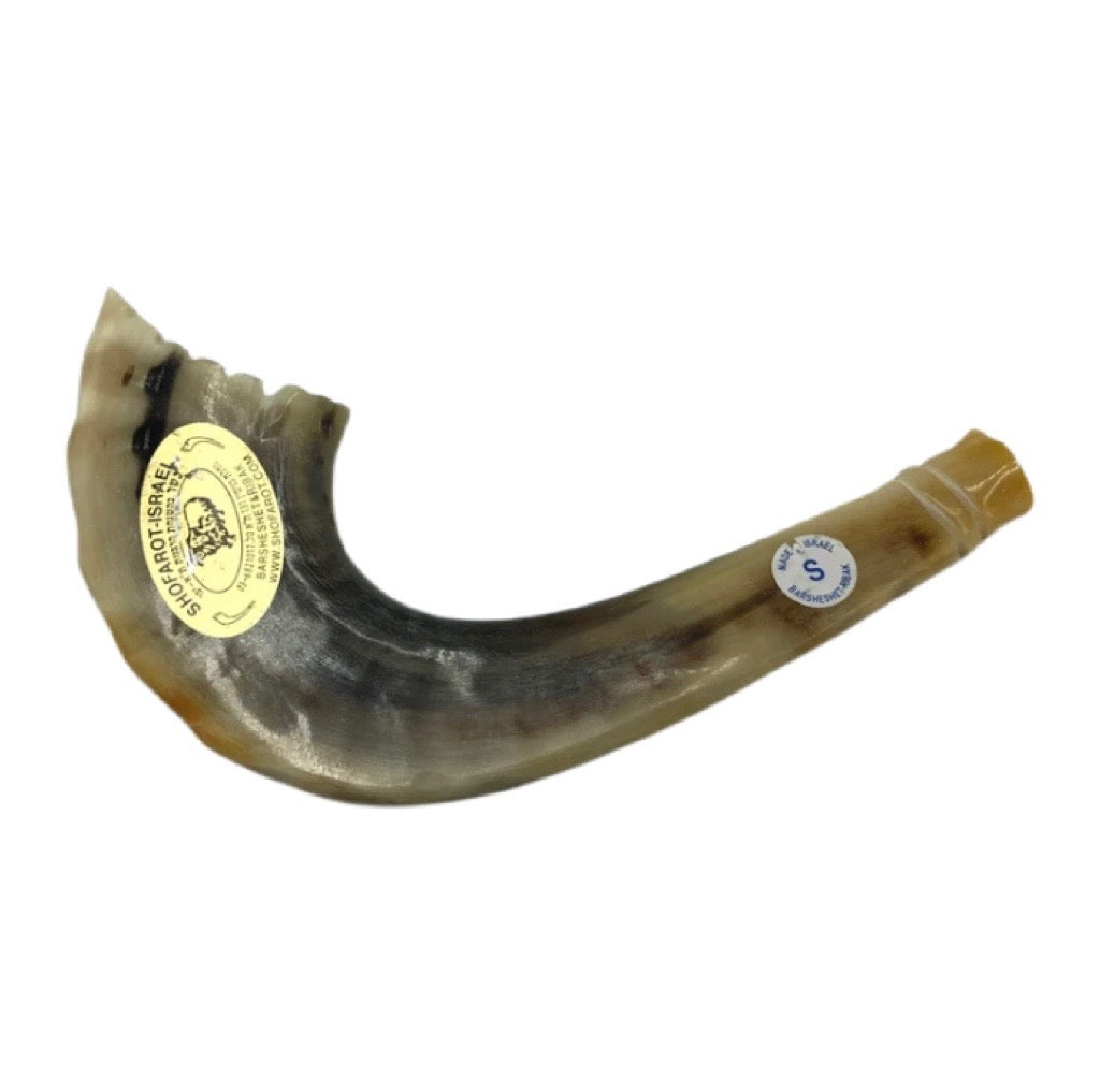 Small Moroccan Shofar